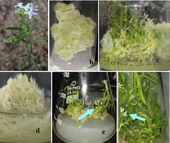 Image result for Oldenlandia