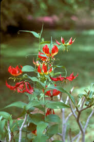 Image result for Gloriosa superba