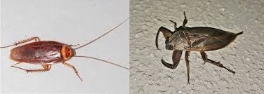 Pin On Best Roach Killer