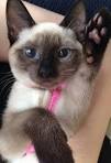 60 Sassy Siamese Cat Names | PetHelpful