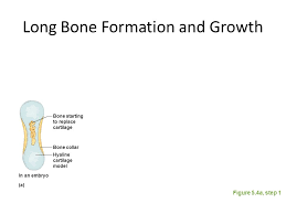 Cortical bone contributes about 80% of the weight of a human skeleton. Bone Growth Remodeling Formation Of The Human Skeleton In Embryos The Skeleton Is Primarily Hyaline Cartilage During Development Much Of This Ppt Download