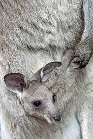 Peekaboo Kangaroo A Baby Kangaroo Looks Out From His Mother S Pouch In The Erfurt Zoo Central Germany March 8 Animals Animals Beautiful Baby Animals
