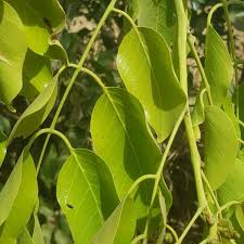 Image result for Isoberlinia