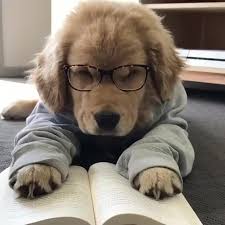 One More Page George Karabelas Thegoldenpup Levenger Sunday Reads 2020 Sevimli Hayvan Yavrulari Sevimli Kopek Yavrulari Komik Kopek Fotograflari