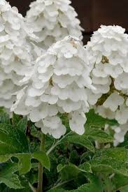 Image result for Hydrangea quercifolia