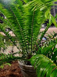 Image result for Encephalartos schmitzii