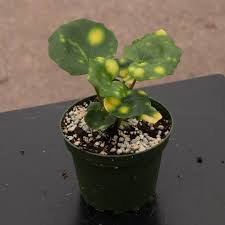 Image result for Geigeria filifolia