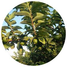 Image result for Psidium guajava