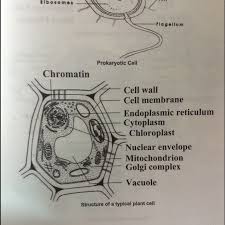 Click here 👆 to get an answer to your question ️ draw a well labelled diagram of plant cell how is it different from animal cell ms3769546 ms3769546 09.03.2020. Draw Well Labelled Diagram Of Plant And Cells Showing The Orgnells Brainly In
