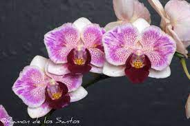 Phal Little Gem Stripe Orchid Flower Orchids Beautiful Orchids