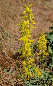 Image result for Crotalaria nigricans