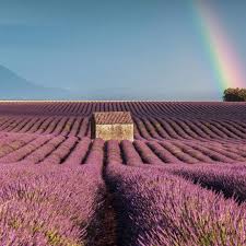 La Provence On Instagram De La Lavande Un Sublime Arc En Ciel Suivez Le Chemin Du Bonheur Direction Valensole Valensole Instagram Credit Photo