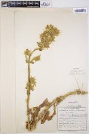 Image result for Kalanchoe lanceolata