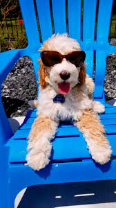 We love working with families. Monarch Australian Labradoodles Your New Best Friend Is Here