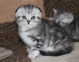 Munchkin, although is not recognized by all registries, is easy to identify by its unusual leg length. Already At Home Sold Scottish Fold British Munchkin And Munchkin Fold Kittens Cats Breeders Day Night Cattery Scottish Fold Kittens
