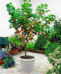 Hybrid Dwarf Fruit Plants Now In Awan Garden Center Facebook