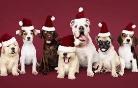 Check spelling or type a new query. Wallpaper Dog New Year Christmas Puppy Happy Santa Christmas Puppy Dog New Year Cute Merry Santa Hat Images For Desktop Section Novyj God Download