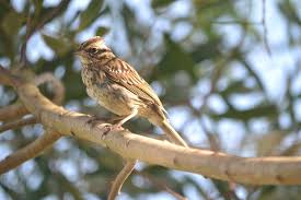 Gratis bilden, bilder och foton. Vogel Uruguay Natur Kostenloses Foto Auf Pixabay