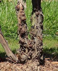 Managing Grapevine Crown Gall Grapes