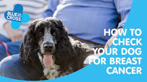 Check spelling or type a new query. Breast Cancer In Dogs Blue Cross