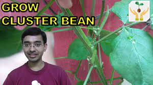 How to grow cluster beans in kitchen garden. How To Grow Cluster Bean Guar From Seeds In Container Youtube