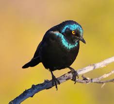 Birds For Sale In Ohio The Beauty Of Starlings Ohio Birds And Biodiversity Ohio Birds Backyard Birds Beautiful Birds