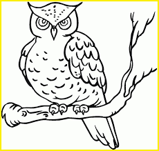 Mewarnai gambar burung merpati mewarnai gambar via mewarnaigambar.web.id. 99 Sketsa Burung Hantu Terbaik Paling Unik Paling Populer Sindunesia