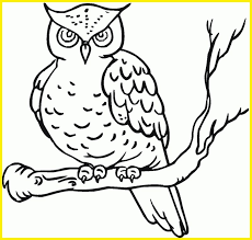 Gambar mewarnai burung anak tk paud dan sd marimewarnai com. 99 Sketsa Burung Hantu Terbaik Paling Unik Paling Populer Sindunesia