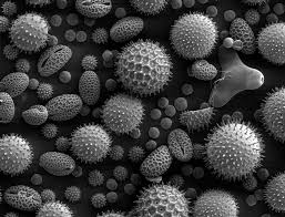 We say cells are microscopic because they can only be seen under a microscope. How These 26 Things Look Like Under The Microscope With Diagrams