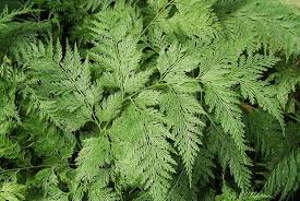 Image result for Davallia chaerophylloides