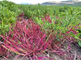 Earl Creech (@USUCropGuy)
