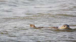 Dat doen ze door de vogels van een zendertje te voorzien en te volgen met ontvangststations die ze in de waddenzee plaatsen. Zeehonden Waddenzee Maken Het Goed Vogels En Vissen Hebben Het Zwaar Nos