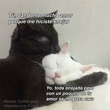 El Amor Lo Resuelve Todo Gatos Amor Pleito Memes Lindos Frases Memes Amor