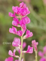 Image result for Hedysarum