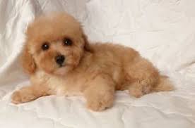 Top Quality Toy Poodle Puppies Laval North Shore Greater Montreal Image 5 Toy Poodle Puppies Poodle Puppy Puppies