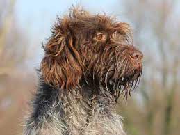 Griffon d'arret a poil dur korthals, korthals pointing griffon, korthals griffon. Wirehaired Pointing Griffon Price Temperament Life Span