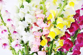 Snapdragon Flowers Snapdragon Flowers Flower Meanings Snapdragons