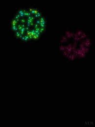 Bonne Annee Feux D Artifices 5 Fonds D Ecran Animes Gratuits Feu D Artifice Bonne Annee Pyrotechnique
