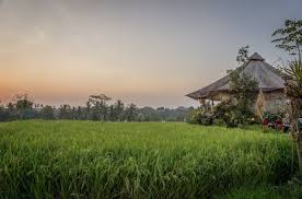 Our retreats & yoga training in bali. Yoga Retreat Bali Spiritualitat Und Healing In Ubud