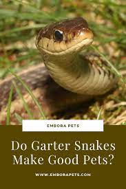 Thinking About Picking Up That Snake In Your Yard And Making It A Pet In This Article We Answer Whether Or Not Garter Snake Garter Snake Pet Snake Pet Breeds