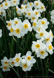 Spring Morning At Brookside Gardens Beautiful Flowers Garden Spring Flowering Bulbs Daffodil Flower