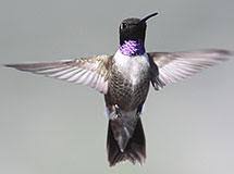 Hummingbirds are likely the only birds that a mantis would be able to catch: Hummingbirds Oregon Department Of Fish Wildlife