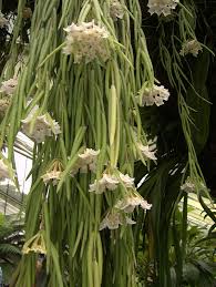 Hoyas are mostly hanging and/or climbing vines.some are more rigid and erect. Asclepiadaceae Hoya