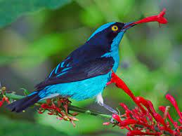 Names (18) subspecies (3) steven hilty and guy m. Black Faced Dacnis Dacnis Lineata By Luis Esteves Oiseaux