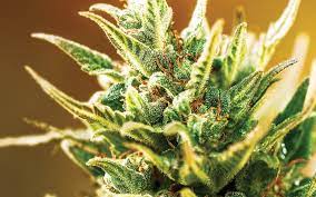 Use minimal or no fertilizer in the early seedling stage. Essential Nutrients For Growing Cannabis Agnetix