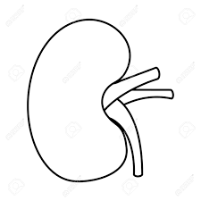 Human Kidney Organ Part Healthy Vector Illustration Outline Design Royalty Free Cliparts Vectors And Stock Illustration Image 96904529 Download 1,900+ royalty free kidney cartoon vector images. human kidney organ part healthy vector illustration outline design