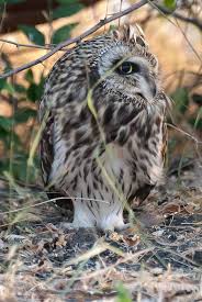 shortearedowl the desert beauty from The Little Rann of Kutch, always a  spectacular visual treat to watch it in flight with its beautiful textured  wings and marvelous eyes with a Bold look.