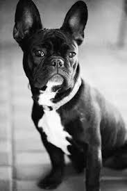 Black And White Frenchie Dog Handsome Frenchie With Images French Bulldog Art French Bulldog Bulldog