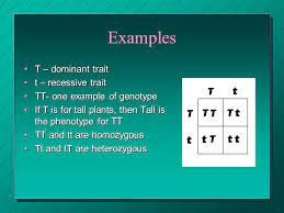 Human Genetics Punnett Squares Incomplete Dominance Co Dominance And Dominant Recessive Traits Ppt Download