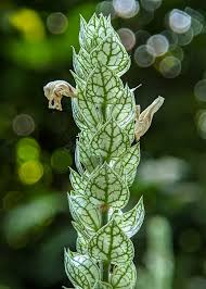 Image result for Justicia betonica